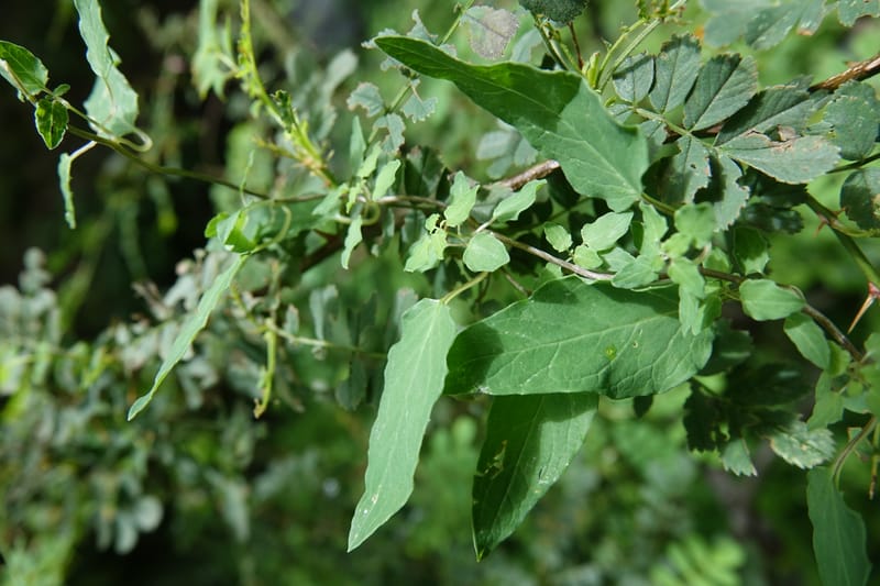 Codonopsis, C. Davidson 13768--China. Sichuan. Yibailingba-gou. 12 Aug 2017. DSC04660 (95).JPG
