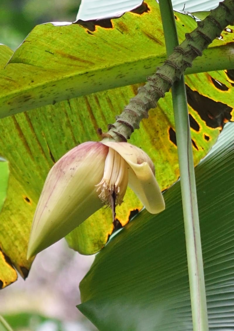 Musa formosana, Chung Kuo-Fang 3351--Taiwan. Wulai Distr. Wulai village. Hsing Hsian Trail. 19 May 2016. DSC03046 (128).JPG