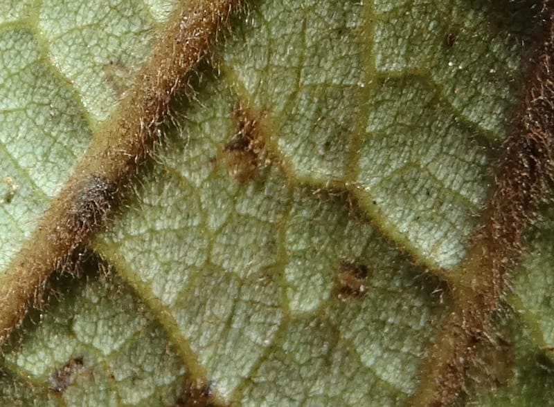 Cryptocarya constricta, Munzinger, J 7371--Fiji. Wailevu Rd. 6 Nov 2015. DSC09846 (11).JPG
