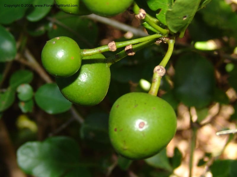 Capparis sepiaria--So.Africa. E. Cape. Maitland Nat.Res. 5 Mch 05. 136.jpg