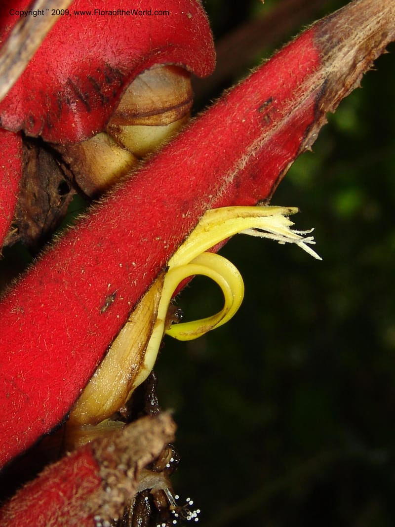 Heliconia, Croat94844--Ecuador. Prov. Carchi. El Chical-Penas Blancas. 19 Feb 05. 214.jpg