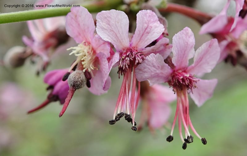 Ungnadia speciosa, Davidson, C 13072--Texas. Galveston. 18 Mar 2016. DSC00038 (48).JPG