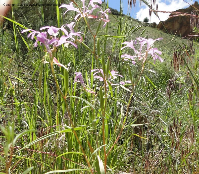 Clarkia pulchella, C. Davidson 11854--Oregon. Malheur Co. Leslie Gulch. 30 June 2011. 249 (1).jpg