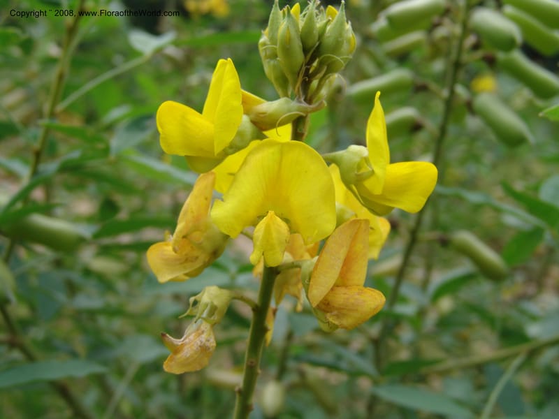 Crotalaria micans, AAraujoM3097--Bolivia. Pq. Nal. Madidi. Rio Yariapo, 4 km E of Chalalan. 25 Sep 06. 451.jpg