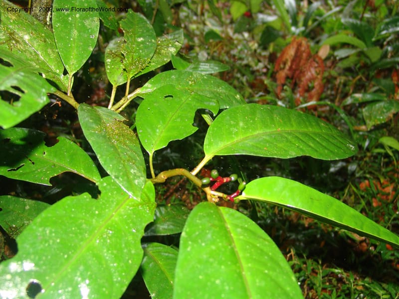 Neea, Croat98860--Ecuador. Zam. Ch. Rio Wawaime V. V d Quime. 20 Sep 07. 067.jpg