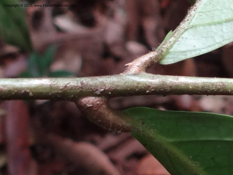 Lepisanthes, Buerki 339--Malaysia, Sabah. Kebun Cina. 12 Apr 2012. DSC08489 (13).JPG