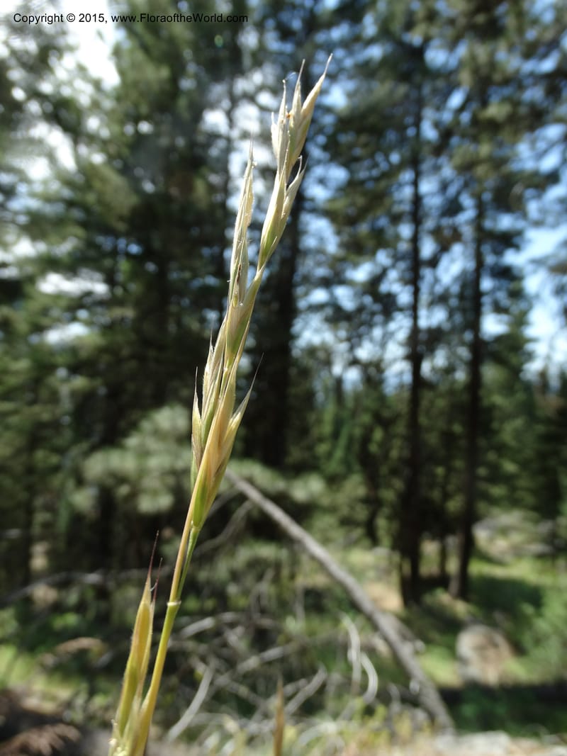 Bromus anomalus, Davidson, C 12563--Idaho. Valley Co. Payette Lake. Sylvan Beach. 12 Jul 2014. DSC09429 (142).JPG