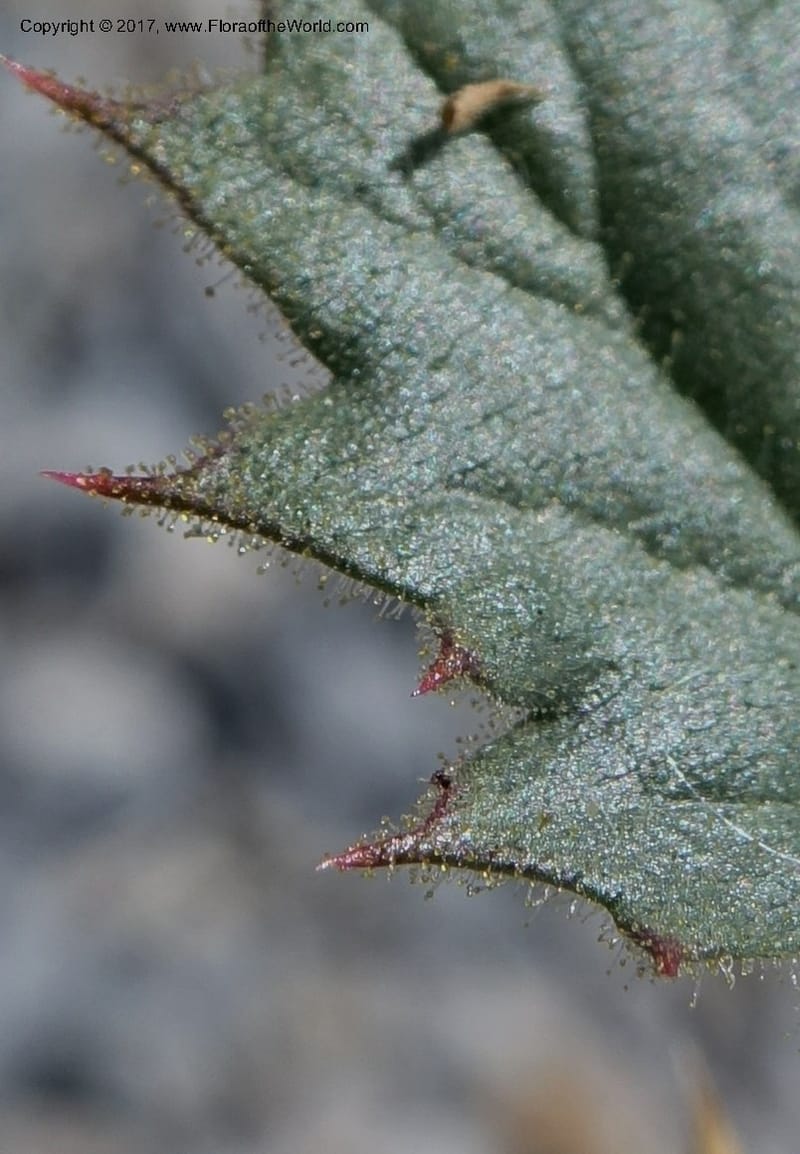 Gilia latifolia, Davidson, C 13078--California. Inyo Co. Last Chance Mts. 16 Apr 2016.  (134).JPG