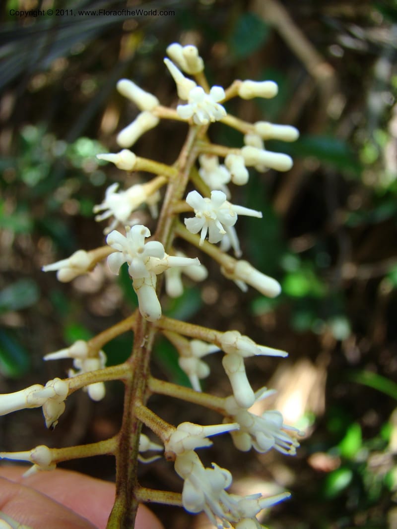 Citronella, P. Lowry 7215--New Caledonia. 618 (8).jpg