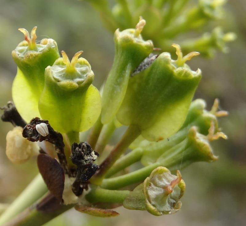 Myodocarpus involucratus, Lowry, P 7375--New Caledonia. Mont Dzumac. 12 Nov 2015. DSC01563 (547).JPG