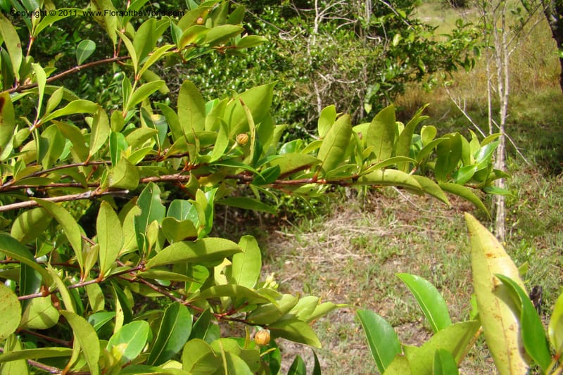 Psorospermum lanceolatum, Razafindraibe 191--Madagascar. Prov. Fianarantsoa. RN 12. 14 Jan 09. 043 (3).jpg
