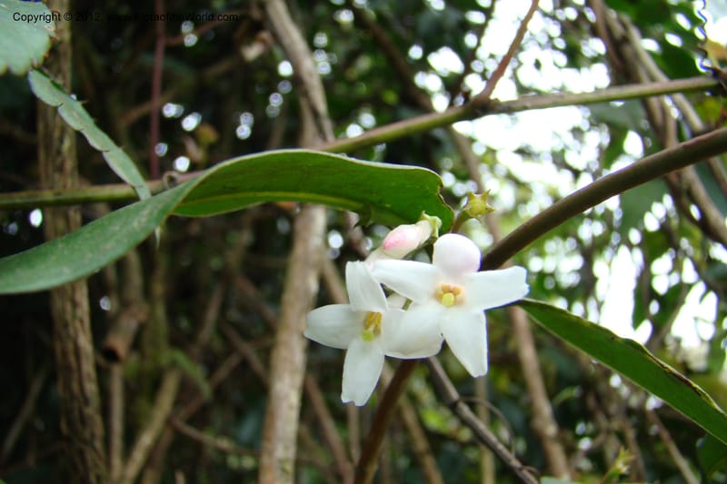 Jasminum, Regalado 1631--Viet Nam. Lao Cai Prov. Sa Pa Distr. 2 km NW Thac Bac. 5 Apr 09 096.jpg