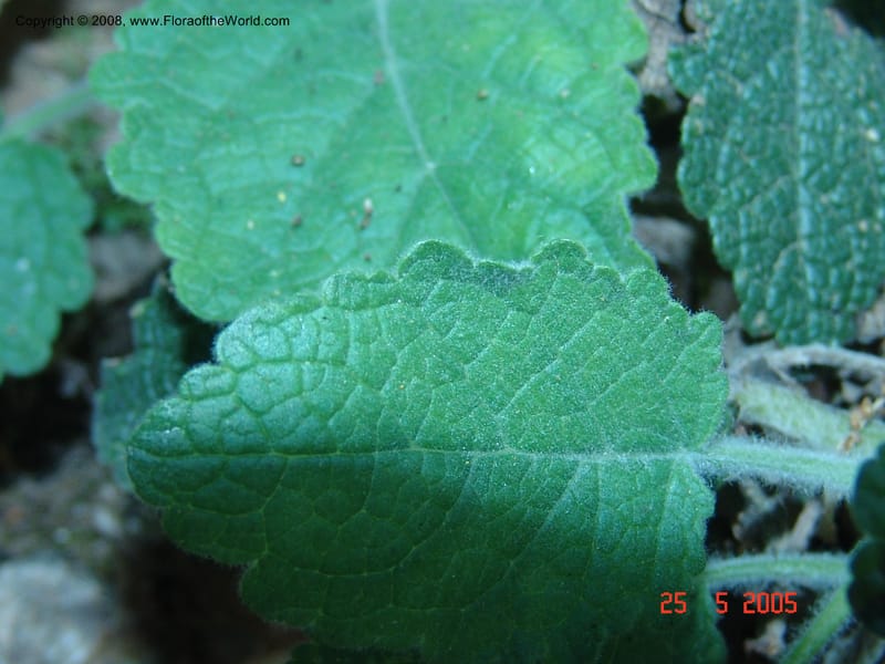 Verbascum arcturus--Crete. Ep. Kisamos. Sirikari Gorge. 25 May 05. 361.jpg