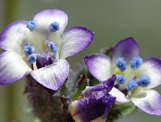 Gilia brecciarum, C. Davidson 13565--ID. Blaine Co. Rock Creek Preserve. TNC. 14 May 2017. DSC00477 (108).JPG