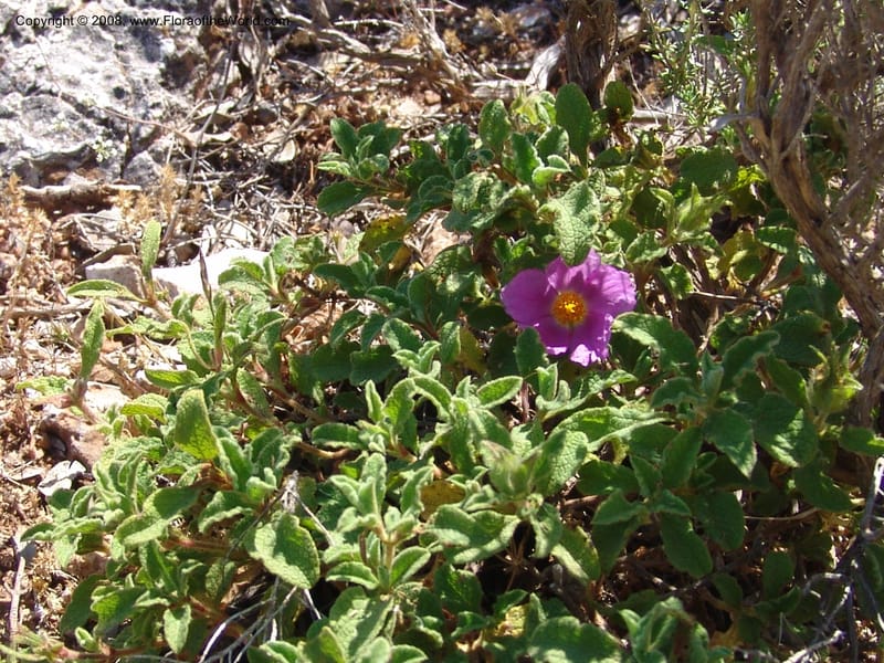 Cistus creticus--Crete. Ep. Kydonia. Akrotiri. Trail Gouvernetos . 23 May 05. 028.jpg