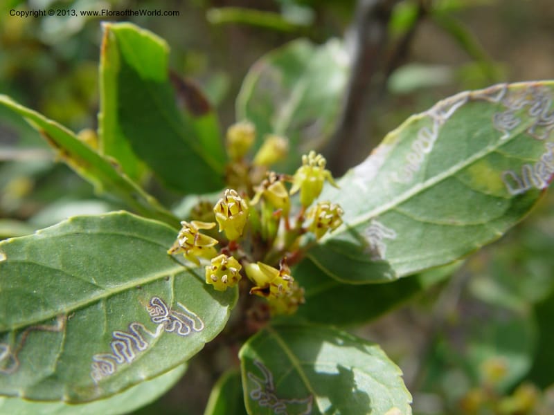 Rhamnus alaternus--Spain. Gran.Prov. 4 km S Jct. Albondon-Albunol, C333. 1 (53).jpg