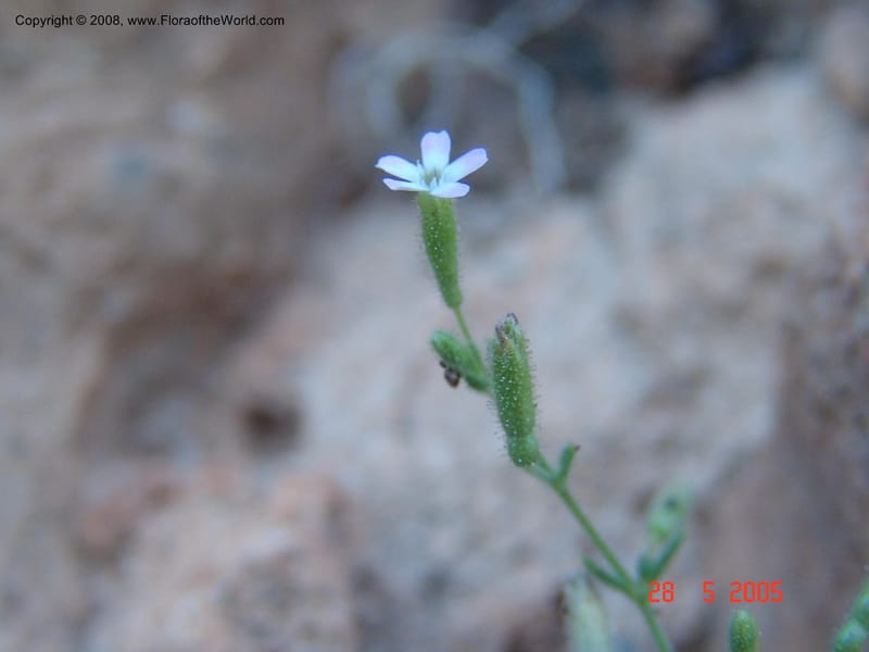 Silene sedoides--Crete. Phenix trail, W of Loutro. 28 May 05.  039.jpg