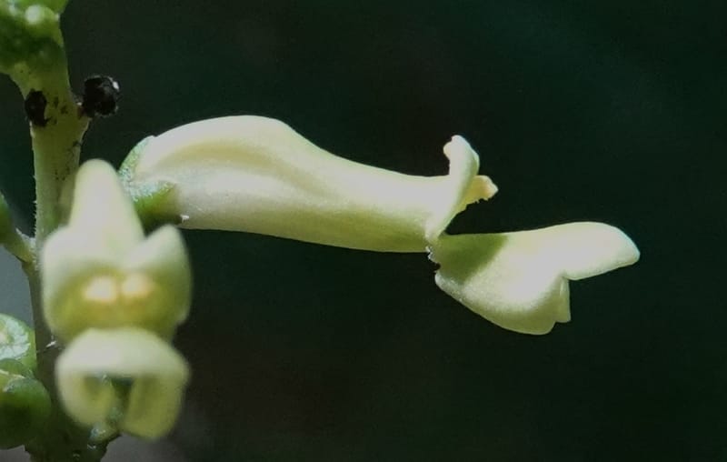 Thomandersia laurifolia, C. Davidson 13964--Gabon. Arb. Sibang. 5 Nov. 2018. DSC02235 (363).JPG