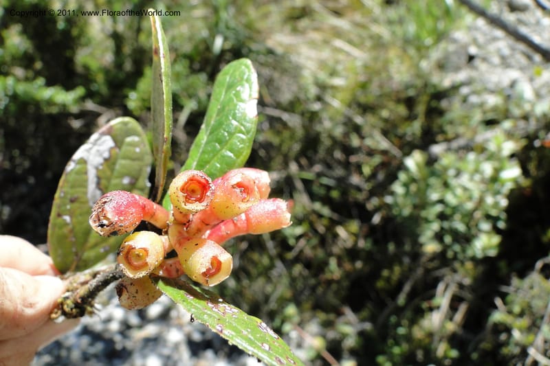 Cavendishia, Ulloa 2093--Ecuador. P. N. Sangay. 6 June 2011. 091 (7).jpg