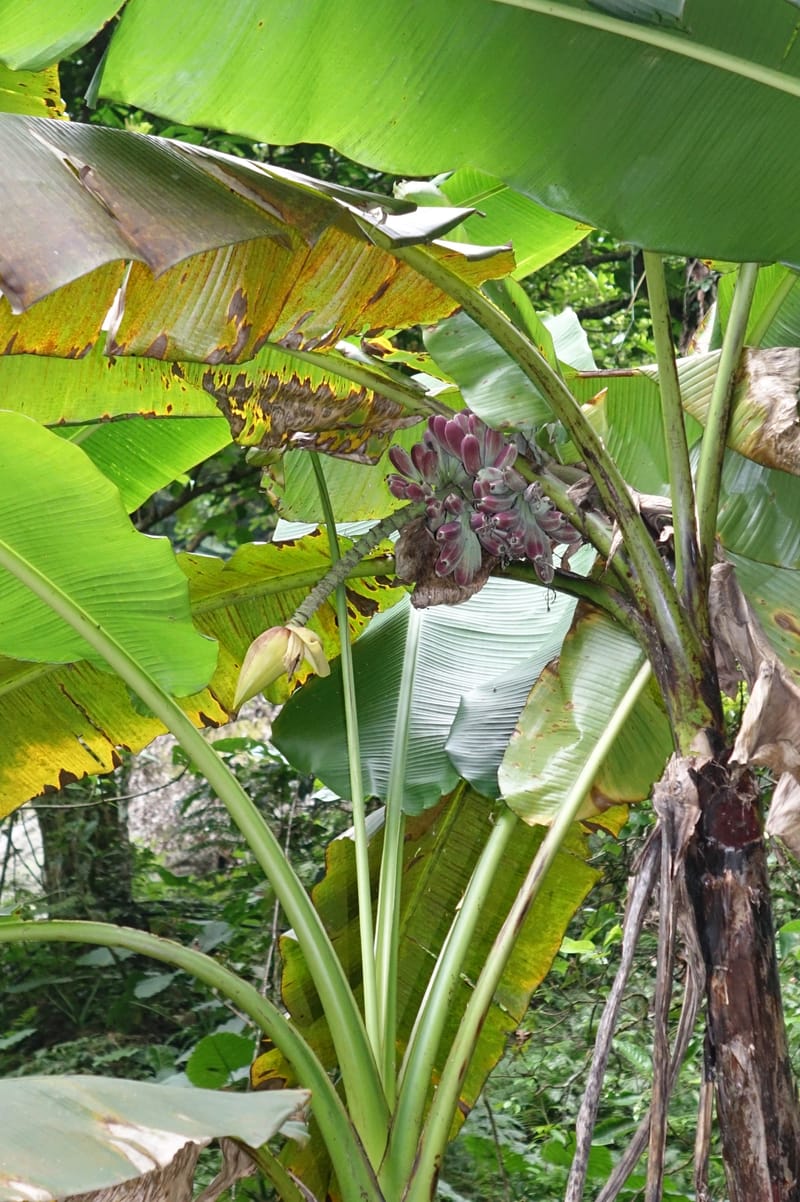 Musa formosana, Chung Kuo-Fang 3351--Taiwan. Wulai Distr. Wulai village. Hsing Hsian Trail. 19 May 2016. DSC03046 (125).JPG