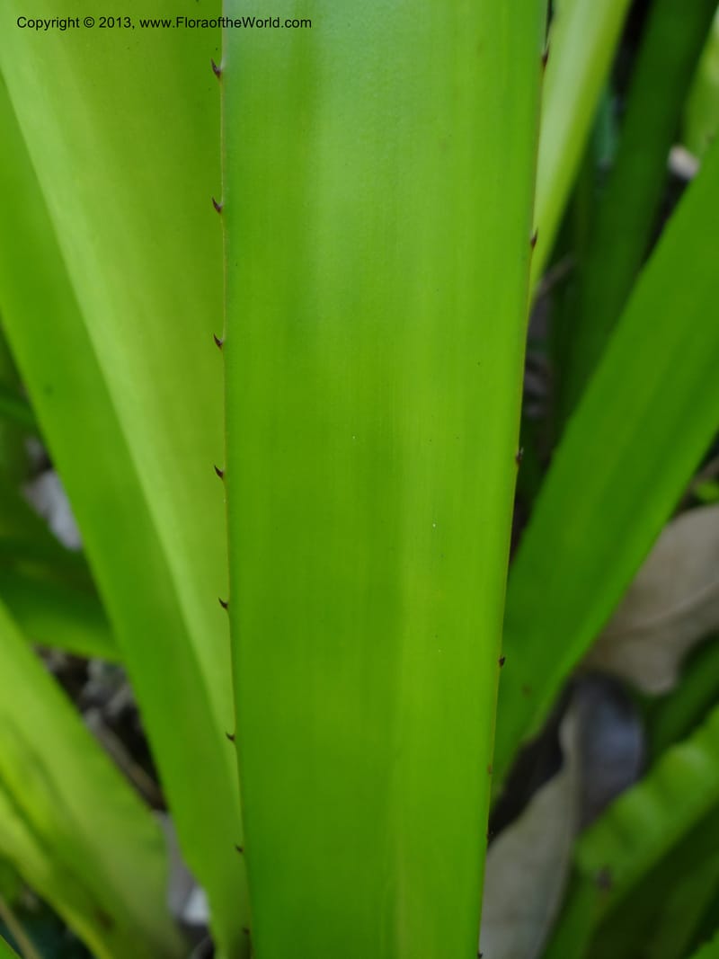 Portea leptantha--Australia. Queensland. Cairns B. G. DSC09035 (62).JPG