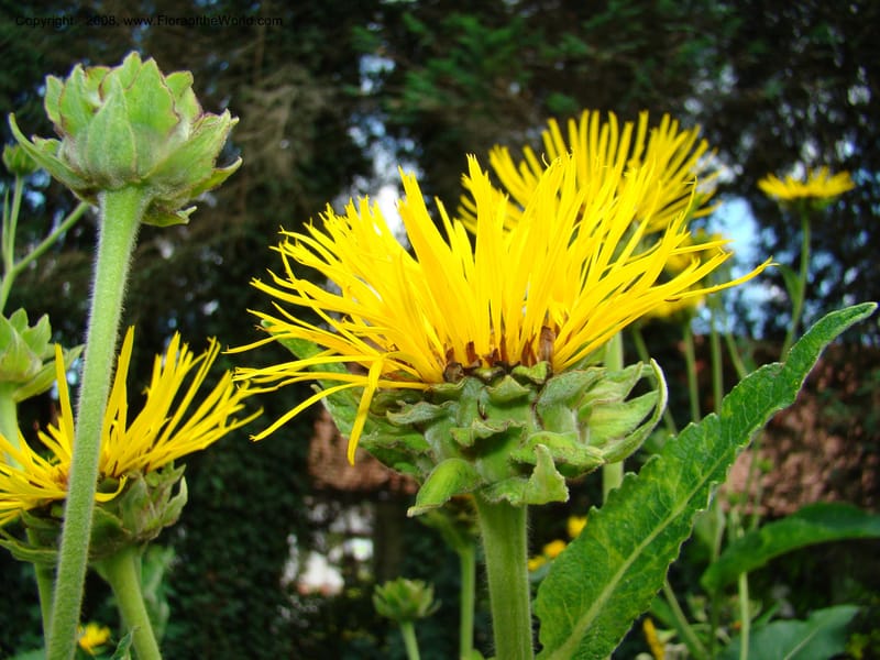 Inula magnifica--Slovenia. Ljubljana. University Botanical Garden. 7 Jul 08. 106.jpg