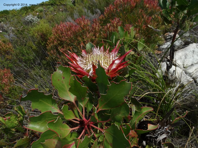 Protea cynaroides, Davidson, C 12315--South Africa. Western Cape. E. side, Fernkloof. 24 Jan 2014. DSC01799 (141).JPG