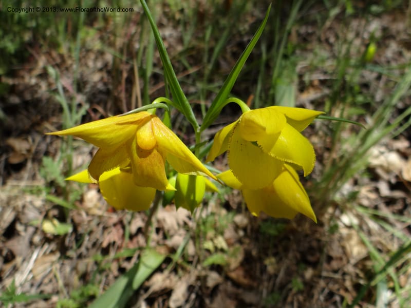 Calochortus amabilis, Davidson, C 12123--Calif. Napa Co. Hwy 128. 16 Apr 2013. DSC03072 (30).JPG