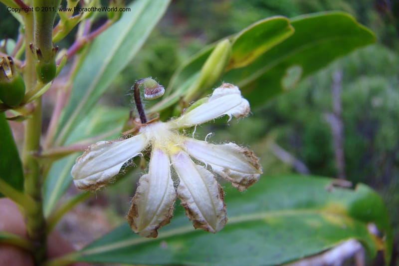 Scaevola, M. Callmander 805--New Caledonia. Mont Dore. 20 Jan 2010. 001 (159).jpg