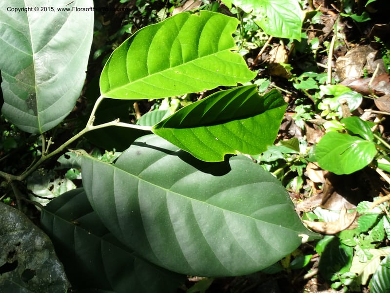Octoknema, Davidson, C 12386--Cameroon. Bakengili Trail, Mt. Cameroon. 24 Mar 2014. DSC03587 (202).JPG