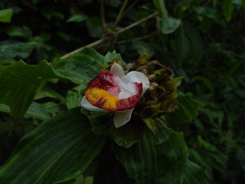 Costus--Cameroon. Mt. Cameroon. 6 Dec 03. 071.jpg