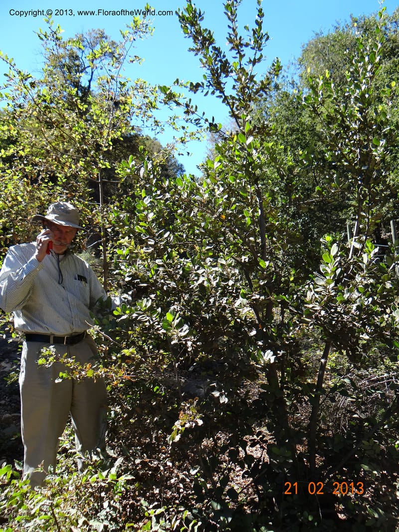 Lomatia dentata, W. D. Stevens 34157--Chile, PN Siete Tazas. 21 Feb 2013  99284 (2).JPG