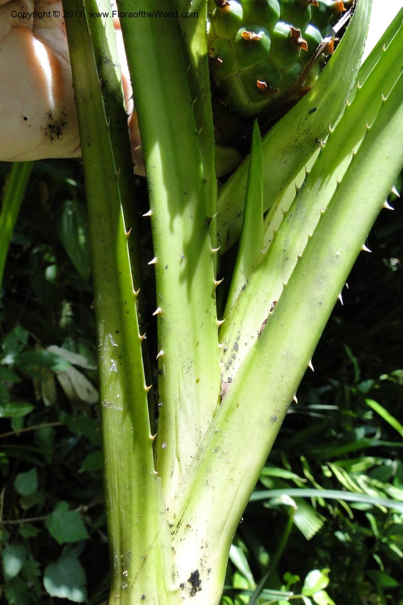 Pandanus tonkinensis, Regalado 1861--Viet Nam. Unknown mountain. 10 May 2011. 162 (49).jpg