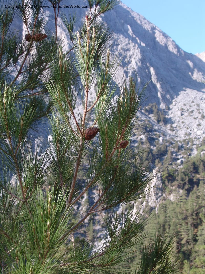 Pinus halapensis ssp brutia--Crete. Samaria Gorge. 27 May 05. 029.jpg