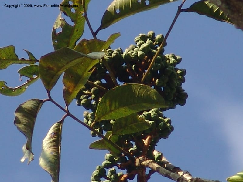 Zanthoxylum, DNeill15865--Ecuador. Zam. Ch. Rio Wawaime Val. 19 Sep 07. 050.jpg
