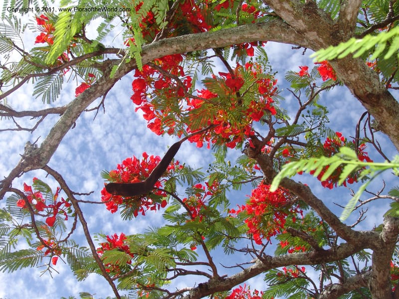 Delonix regia, ROR1560--Madag. Prov. Antsir. Orangea For. Pres. 9 Nov 06. 220 (21).jpg