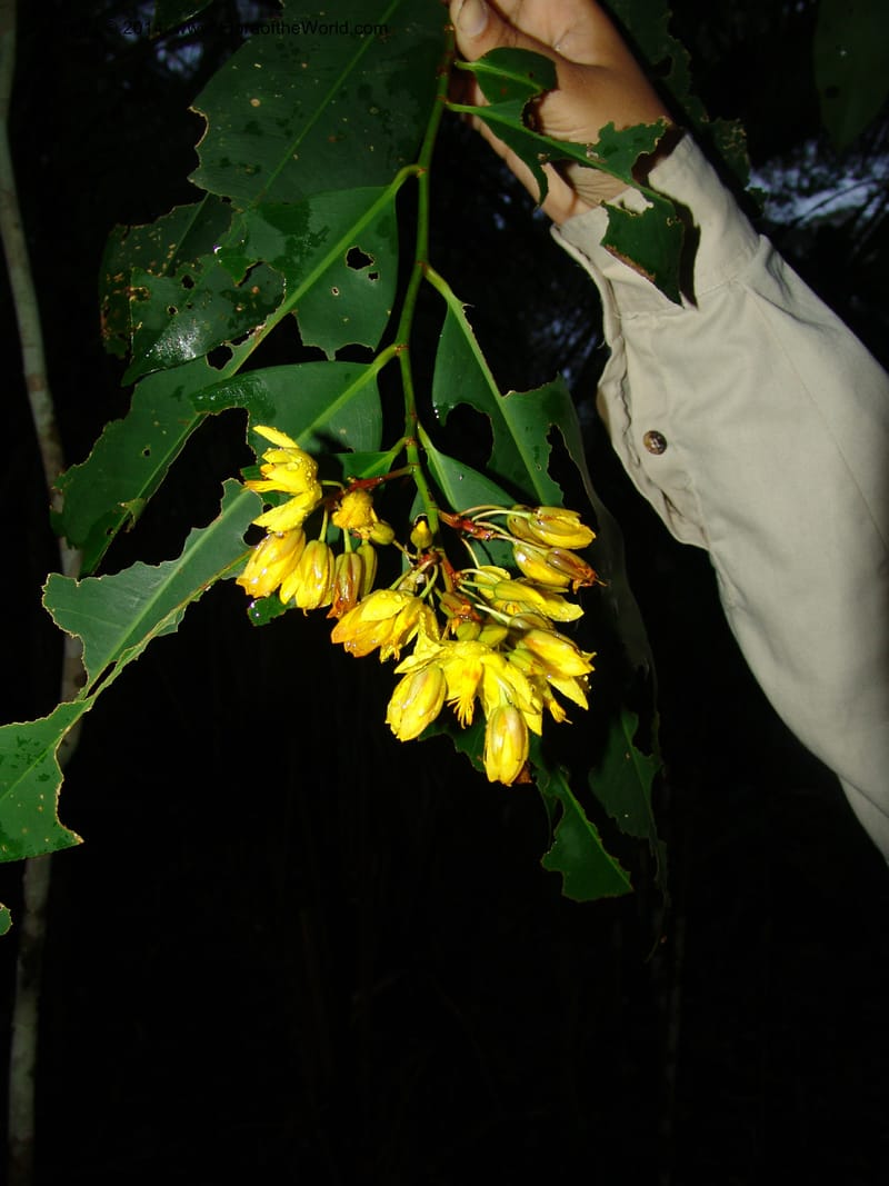 Ouratea, Farfan 684--Peru. Edo. Madre de Dios. ACEER Res. Ctr. 17 Oct 05. 029.jpg