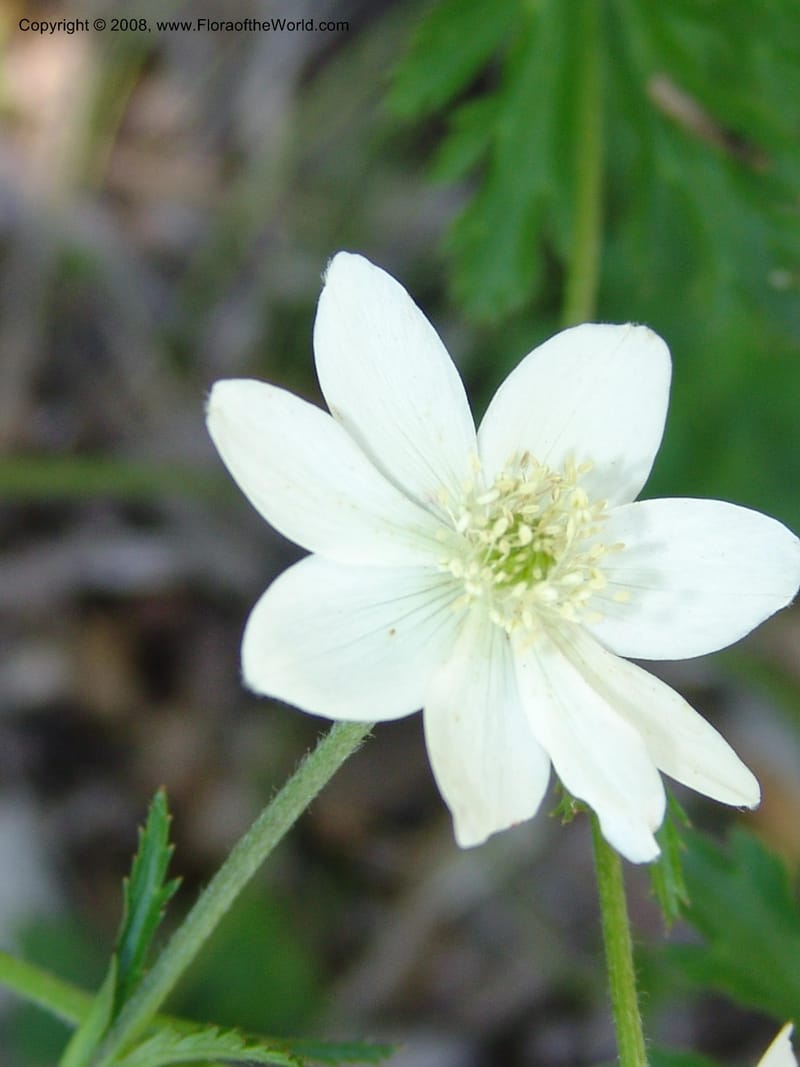Anemone rivularis, 2001, 023--CA. Quarryhill Bot. Garden, Glen Ellen. 1 Jun 07. 174.jpg