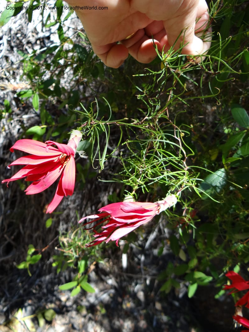 Mutisia subulata, WDS 34061--Chile. Reserva Tanume. 14 Feb 2013. DSC00747 (80).JPG
