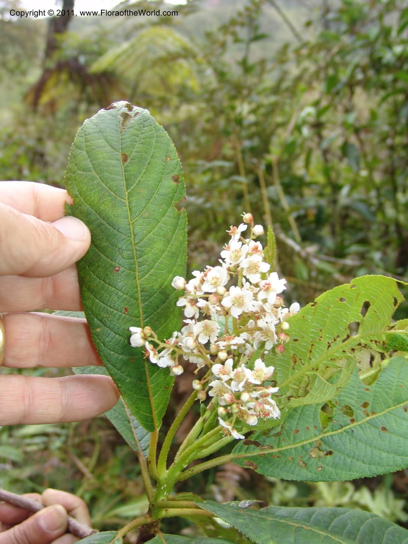 Saurauia, Vasquez31458--Peru. Prov. Oxa. Parq. Nac. Yanachaga Chemillen. 12 Oct 06. 147.jpg