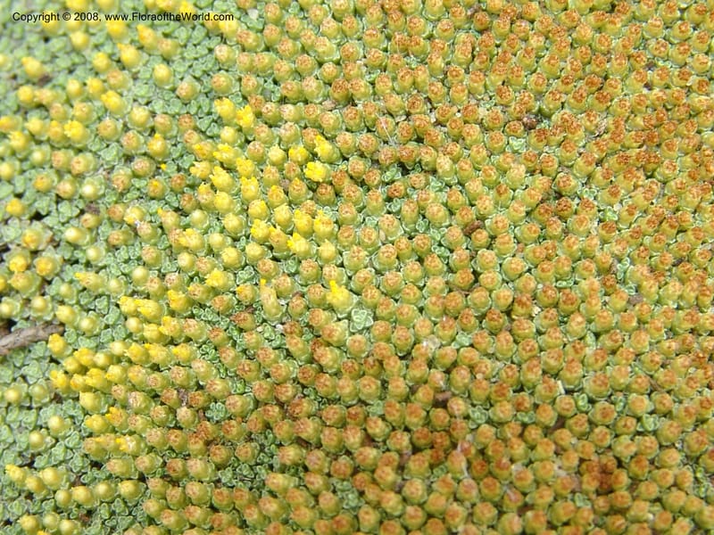 Raoulia lutescens--CA. San Francisco Arbor. 3 Jul 07. 279.jpg