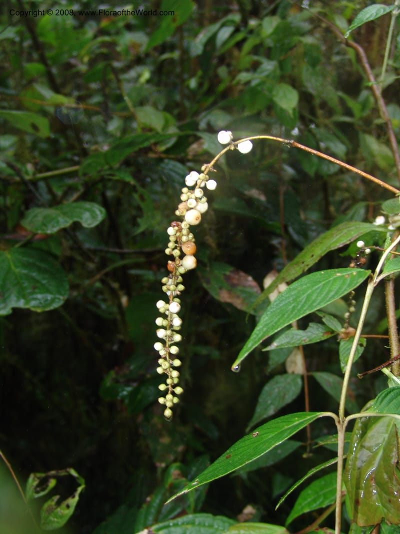 Gonzalagunia dependens, Croat94382--Ecuador. Prov. Pichincha. Reserva Bellavista. 9 Feb 05. 056.jpg