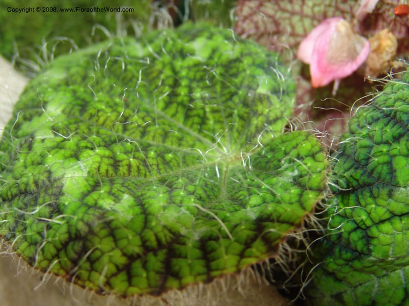 Begonia rex ssp longiciliata--France. Nancy. Jard. Bot. Montet. 2 May 05. 196.jpg