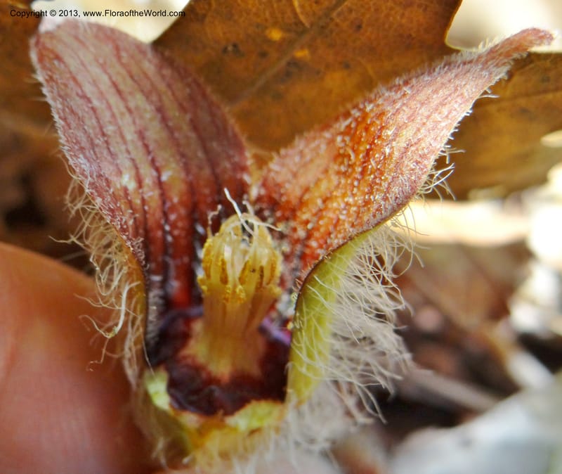 Asarum sp. unk. , Davidson, C 12133--USA, California, Nevada Co. 19 Apr 2013  0164 (8).JPG