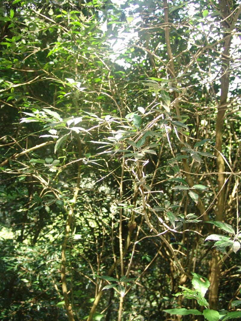 Grewia occidentalis cf--So.Africa. Mpumal. Moodie Mts.  18 Mch 05. 313.jpg