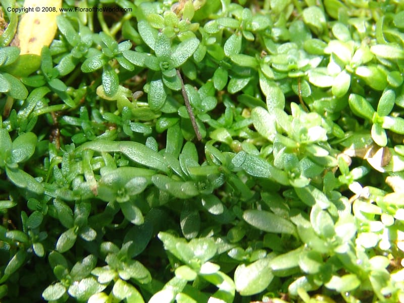 Callitriche heterophylla Pursh, CDavidson11094--ID. Idaho Co. Dredge ponds W of Warren. 8 Jul 07. 045.jpg