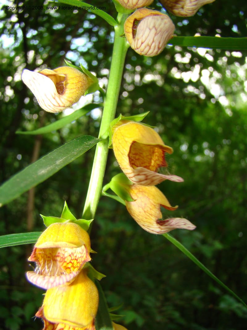 Digitalis laevigata--Slovenia. Park Skocjanske Jame. 10 Jul 08. 081.jpg
