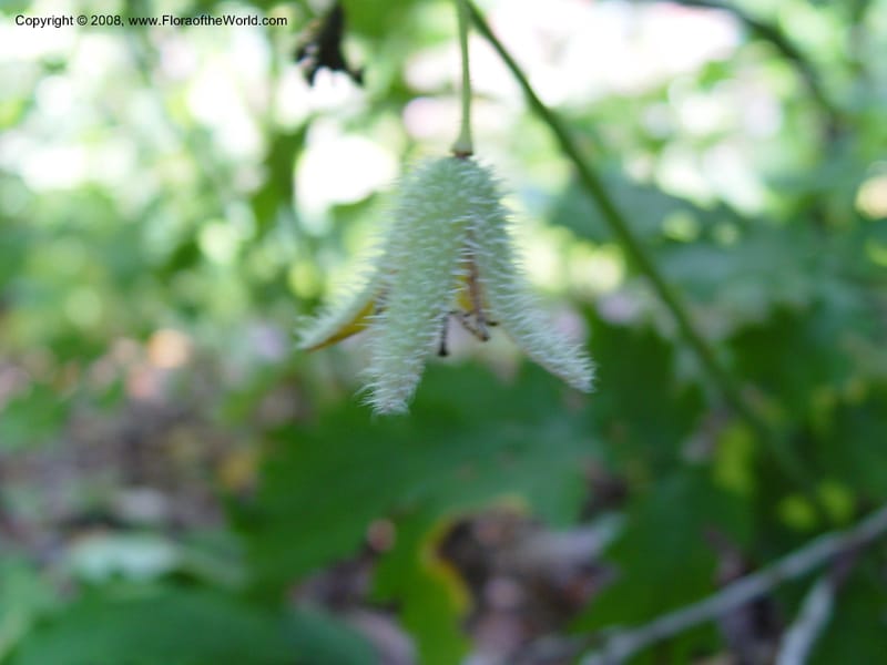 Stylophorum diphyllum--DE. Mt. Cuba Center. 24 Jun 03. 049.jpg