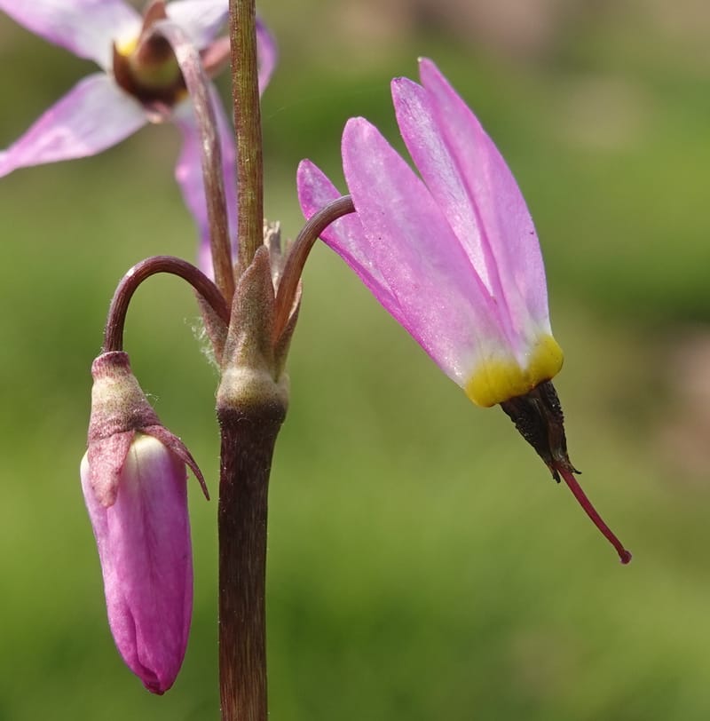 Dodecatheon alpinum, Davidson 14247--OR. Harney Co. Steens Mtn. July 2021. DSC09986 (1159).JPG