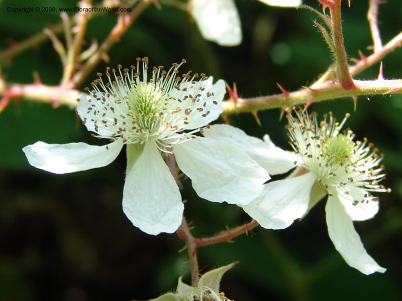 Rubus caucasicus--Georgia. Lagodekhi  Forest Reserve. 11 Jun 05. 157.jpg